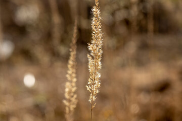dry grass in the field