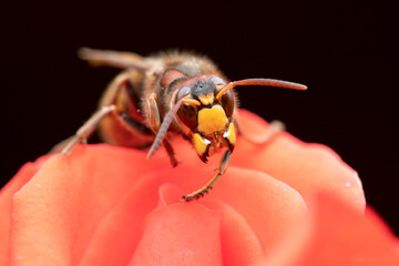 hornet on a rose