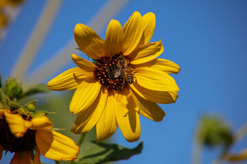 A Bee Flying Next to a Sun Flower to Pollinate and Casting a Shadow