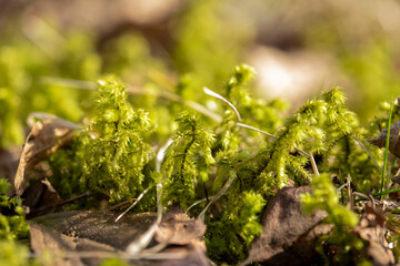 macro shot ofthe green moss in spring