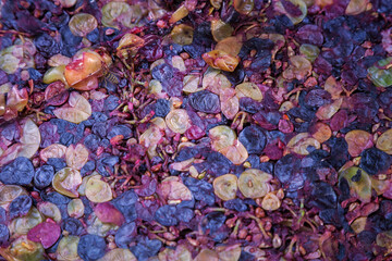 Selective, soft focus on a colorful, pressed grapes in the process of producing home made vine and a bee sucking sweet nectar