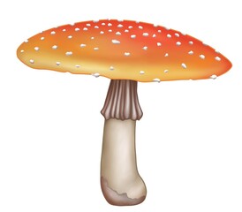 Mushroom Illustration 