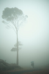 Obraz premium Arbol frondoso en medio del bosque y la neblina