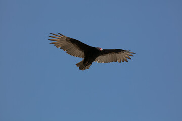 Fototapeta premium A Turkey Vulture Flying in a Blue Sky over Coastal Central California