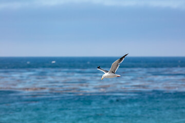 Fototapeta na wymiar A Sea Gull Flies over a Coastal Kelp Zone Near Cambria, California