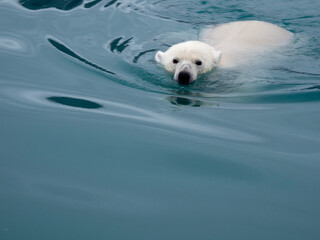 polar bear in the canadian arctic, endagered, cold, arctic cold polar north