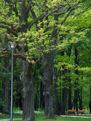 Fototapeta premium Park stare drzewa