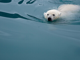 polar bear in the canadian arctic, endagered, cold, arctic cold polar north