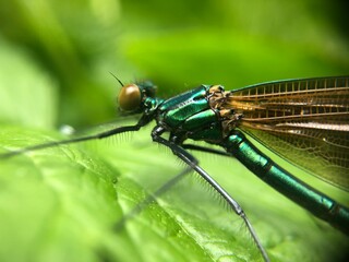 dragonfly on a leaf