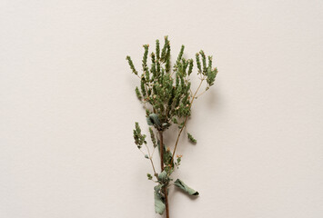 sprig of dried oregano isolated on paper