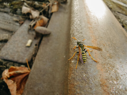 Yellow and black wasp resting on railroad track