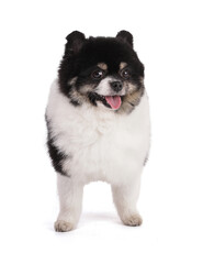 Obraz premium Portrait of a black and white dwarf Pomeranian