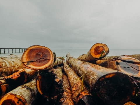 Large wooden logs piled in front of water and pier