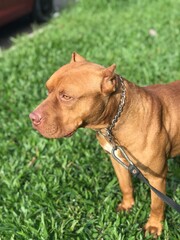 american staffordshire terrier