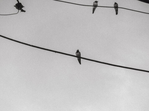 Black and white image of birds resting on black electric wire