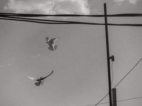 Two birds in flight against a grey sky and electric poles