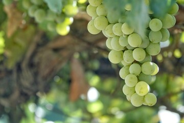 Bunch of white grapes in the vineyard