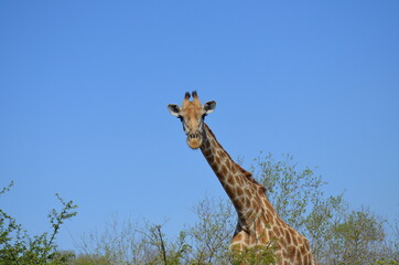 Sudafrica