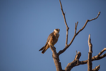 Australian Hobby perched in a tree. 
