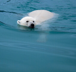 polar bear cub