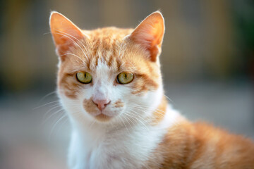 portrait of a blond cat looking straight ahead