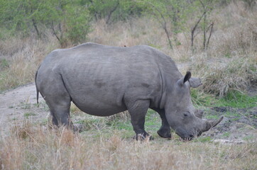 Obraz premium Sudafrica