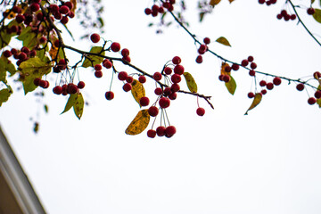 Vermont in the fall time with the leafs changing, peaceful outdoors