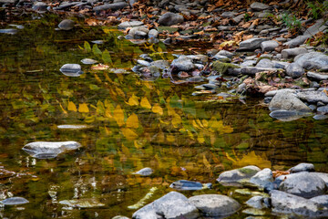 Reflection of Autumn leaves in pond.