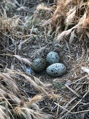 seagull nest with eggs