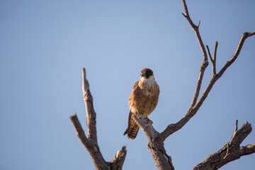 Australian Hobby perched in a tree. 