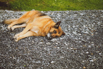 Closeup on the old and muddy german shepperd sleeping
