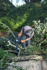 Man with Chainsaw Tree Removal - 461796515