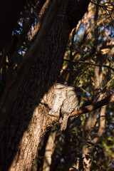 Obraz premium A pair of Tawny Frogmouth birds huddled together on a branch of a tree.