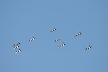Frecce Tricolori