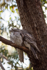 A pair of Tawny Frogmouth birds huddled together on a branch of a tree.