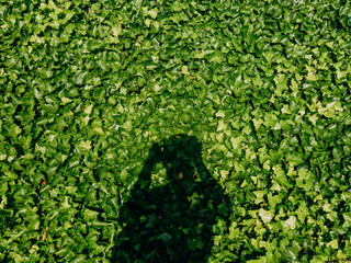 Silhouette of a boy taking a picture in front of green vines