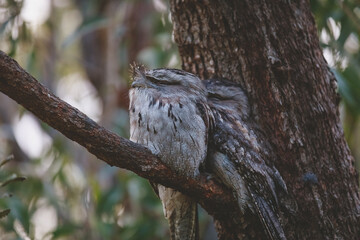 A pair of Tawny Frogmouth birds huddled together on a branch of a tree.