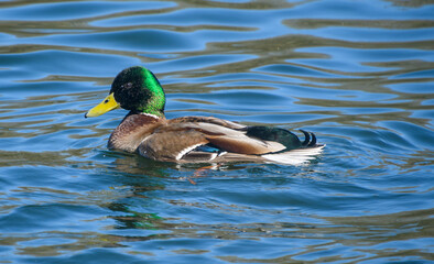 Mallard swimming on a lake