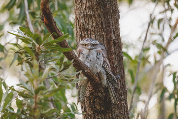 A pair of Tawny Frogmouth birds huddled together on a branch of a tree.