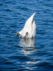Naklejka premium Mute swan dabbling