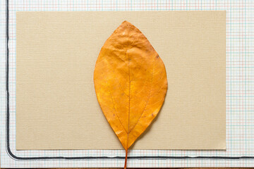 autumn leaf on paper
