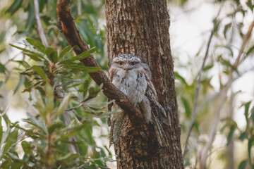 Fototapeta premium A pair of Tawny Frogmouth birds huddled together on a branch of a tree.