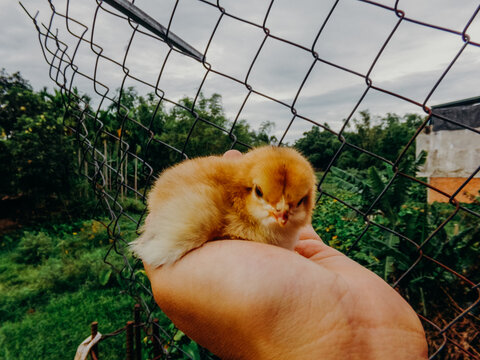 Baby chick being held in front of metal fence and green field 