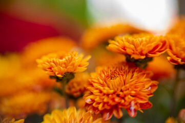 close up of flower in macro