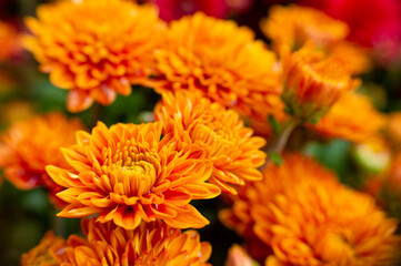 orange chrysanthemum flower in macro closeup