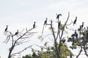 Many great cormorants perched on trees