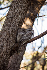 A pair of Tawny Frogmouth birds huddled together on a branch of a tree.