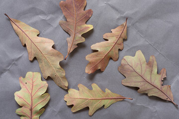 Fototapeta premium autumn oak leaves on slightly crumpled paper background