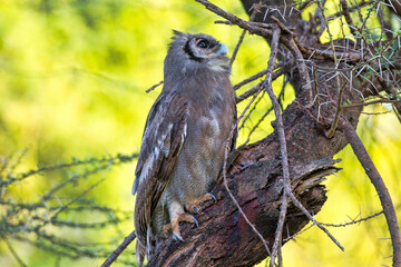 Verraux's Eagle Owl perched in a tree. Taken in Kenya
