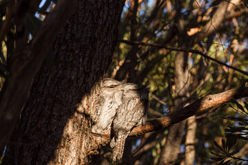 Obraz premium A pair of Tawny Frogmouth birds huddled together on a branch of a tree.